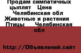 Продам симпатичных цыплят › Цена ­ 100 - Челябинская обл. Животные и растения » Птицы   . Челябинская обл.